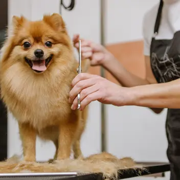 K9 Hairdooz - Tile Image - Cute Pomeranian dog having a hair cut with a happy smile on his face